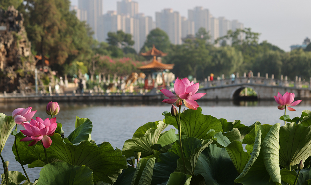 Triển lãm hoa sen tại Côn Minh thu hút nhiều du khách