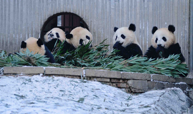 Giant pandas ate bamboo as early as 7 million years ago, study says