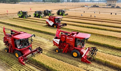 China sees growth in summer grain harvest