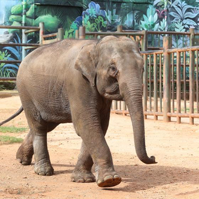 High-profile elephant reunites with family, debate on animal shows continues