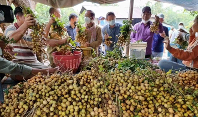 កម្ពុជារំពឹងថា នឹងអាចនាំ ចេញផ្លែមៀនប៉ៃលិនទៅកាន់ទីផ្សារប្រទេសចិននាពេលឆាប់ៗខាងមុខនេះ