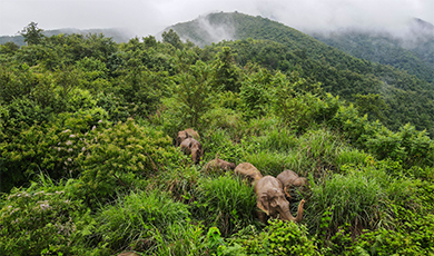 Tổng số voi hoang dã châu Á tại Vân Nam tăng lên tới khoảng 360 con