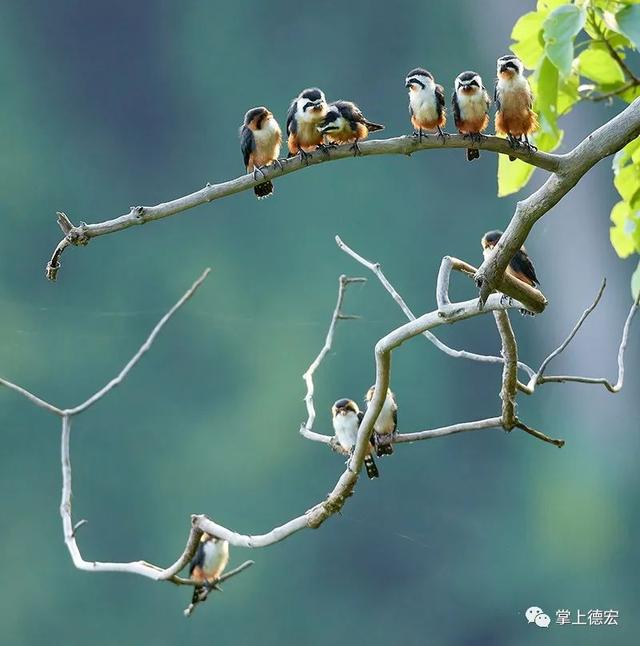 12 collared falconets seen in Yingjiang county