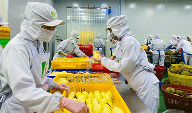 Doanh nghiệp Việt Nam phấn khởi chuẩn bị xuất khẩu chính ngạch quả sầu riêng sang Trung Quốc