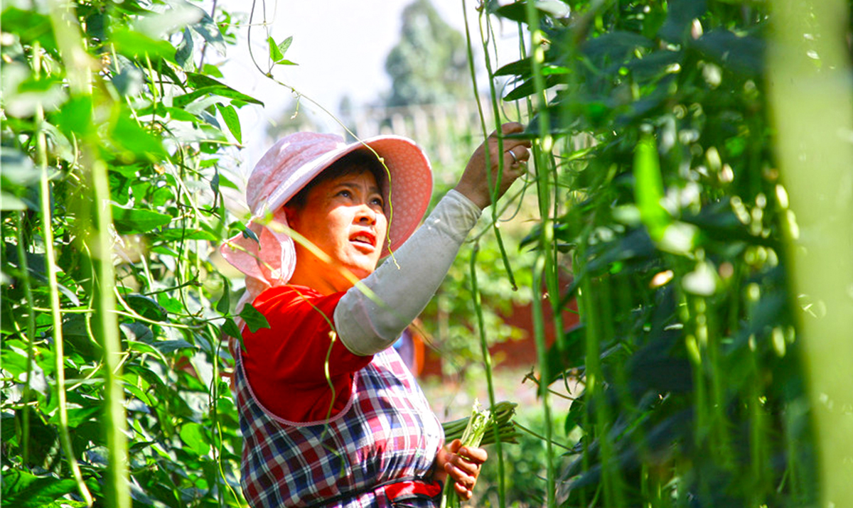 云南建水：夏季农事忙