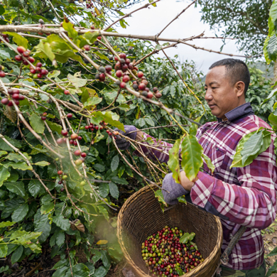 Yunnan using bean to perk coffee sales