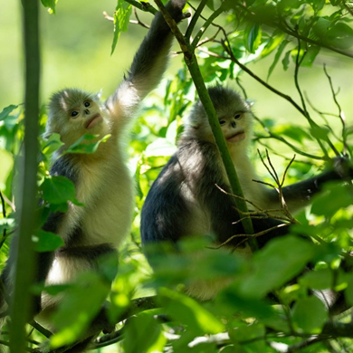 Yunnan reports over 3,800 golden hair monkeys