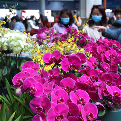 Yunnan flowers delivered to nationwide localities on Qixi