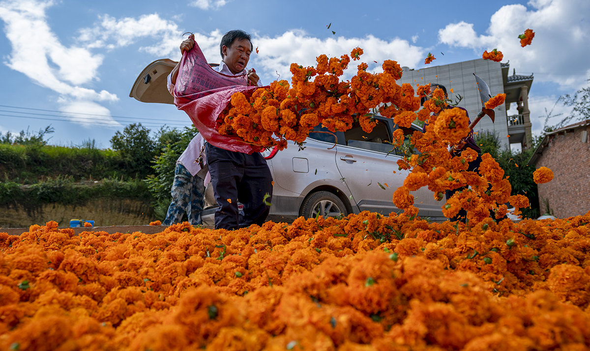云南马龙：花卉产业铺就乡村振兴路