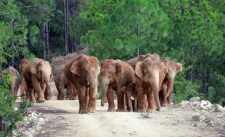 Elephants live happily with man in Yunnan, their homeland