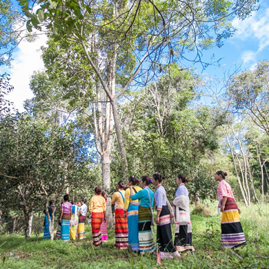 DianLab｜This tea forest is full of surprises!