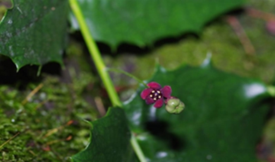 Critically endangered plant rediscovered in Chengdu