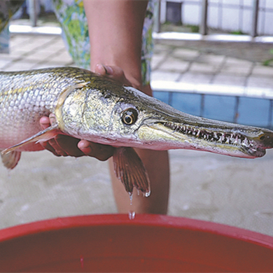 Razor-toothed fish species invading parts of country