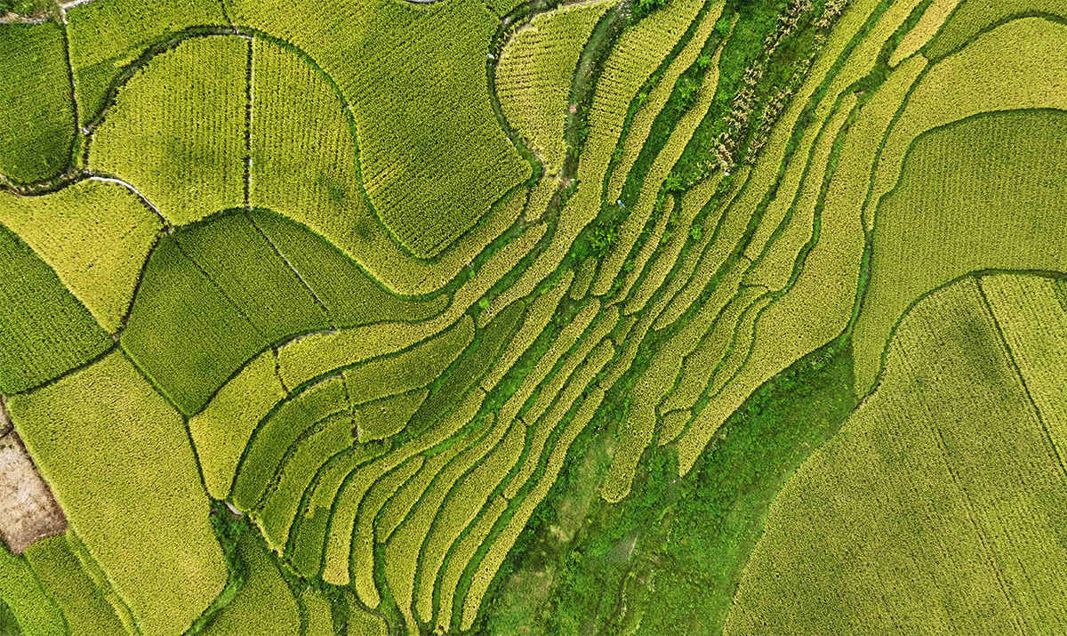 Cao nguyên Quý Châu: Lúa nước thơm ngạt, phong cảnh đẹp như tranh