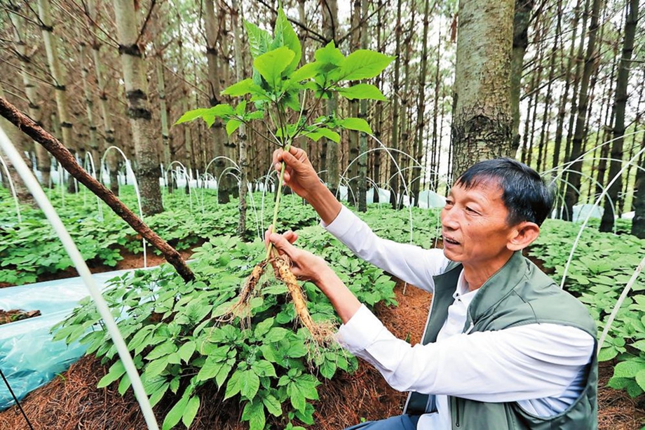 Kunming to breed 10 TCM herbs, each worth 100 mil yuan