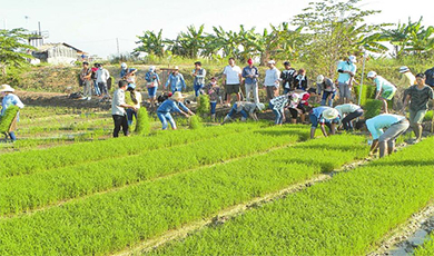 Chuyên gia Vân Nam mang 