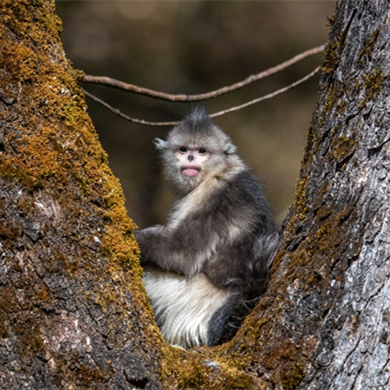 Decade-long conservation efforts boost biodiversity in Yunnan