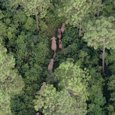 Baby elephants take noon nap