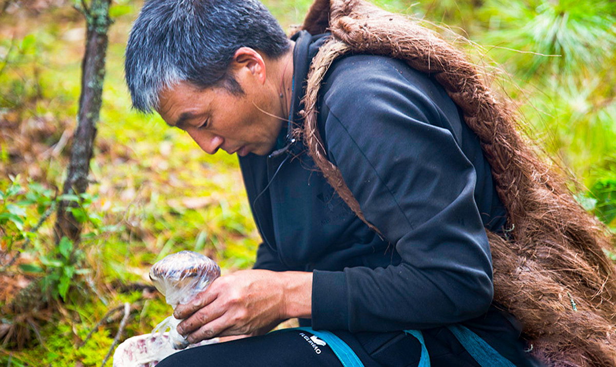 野生菌铺就村民致富路