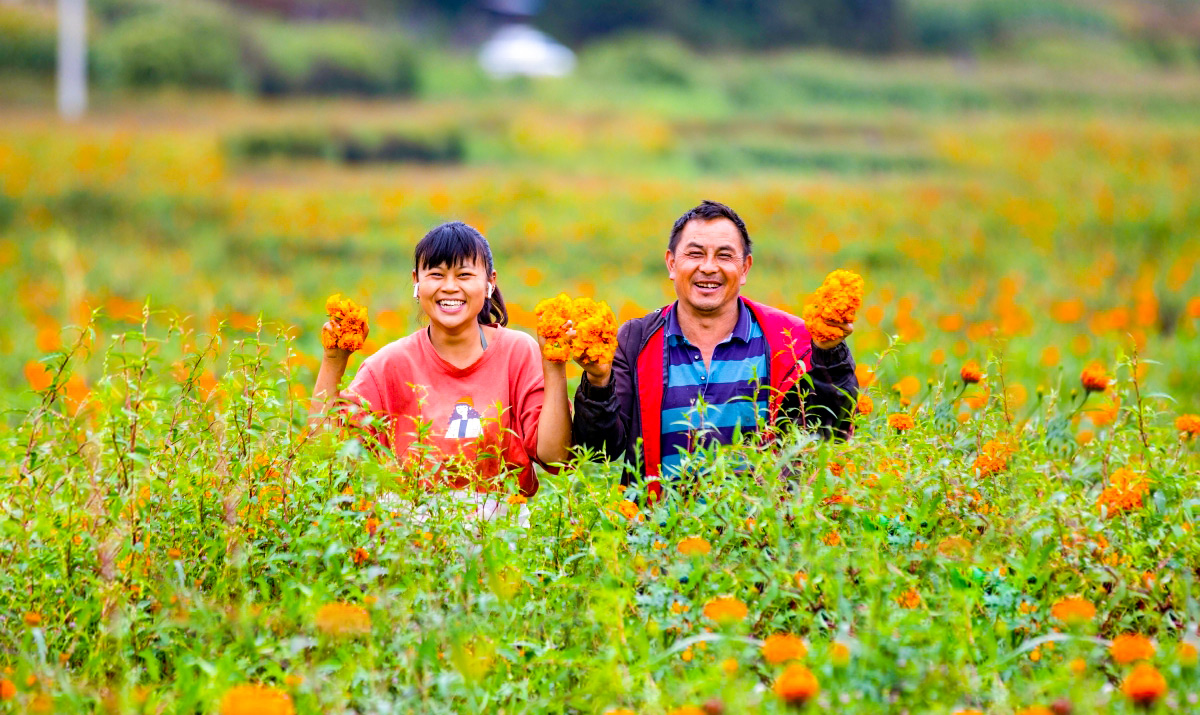 万寿菊花开，群众钱包鼓起来