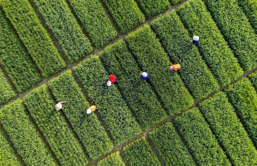 Xi Quotes: Food security is among China's most fundamental interests