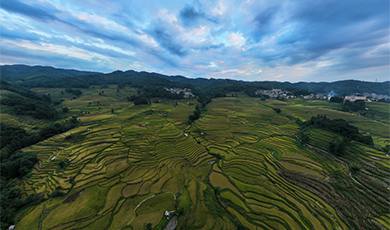 Nguyên Dương, Vân Nam - mùa lúa thơm dẻo bội thu