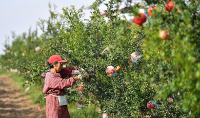 ရိုးရာသလဲသီးထွက်ဇုန်၌ ပြန်လည်ရှင်သန်လာ