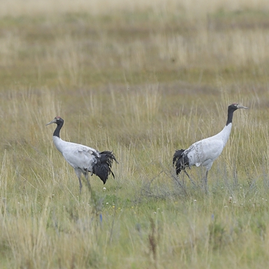 First black-necked cranes arrive in Yunnan for wintering