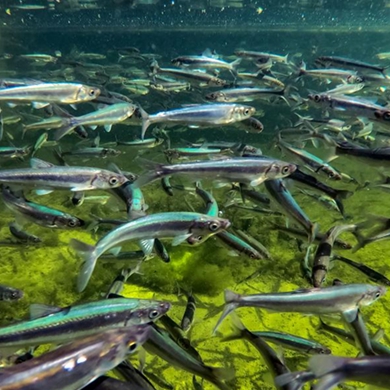 Protecting indigenous fish in Yunnan