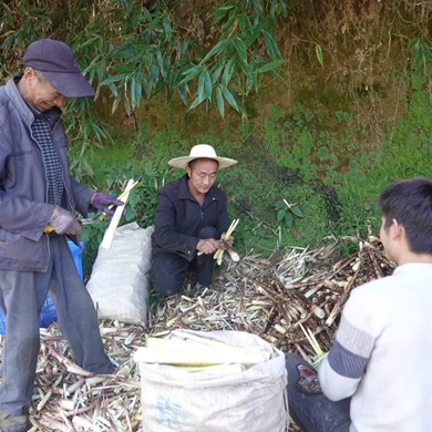 Villagers in Zhenxiong busy with harvesting shoots