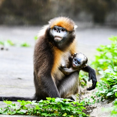 China publishes Atlas of Wildlife in SW China