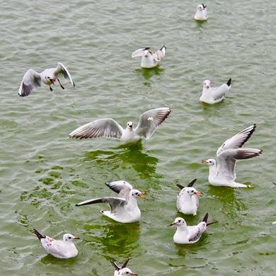 Red-billed gulls reach Kunming for winter