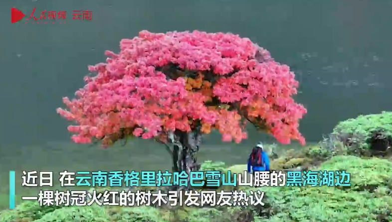 云南香格里拉这棵树真“红”