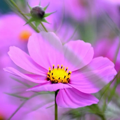 Go deep in Lijiang: Galsang flowers blooming by Lugu