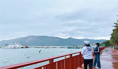 Đàn chim hải âu mỏ đỏ đầu tiên đến Côn Minh vào mùa đông
