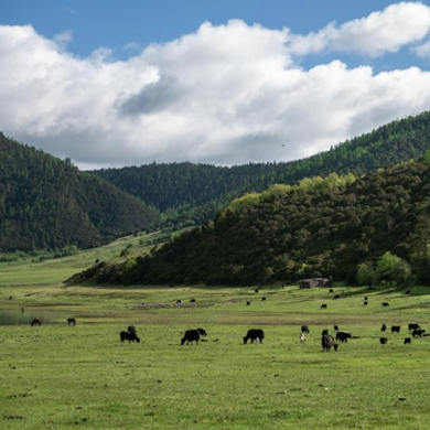 Monitoring system for grassland completes in Yunnan