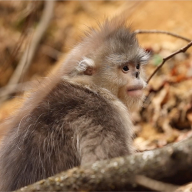 Yunnan snub-nosed monkey population on the rise in SW China nature reserve