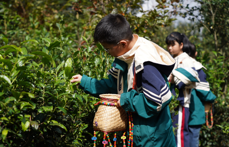 “小小茶农”体验非遗制茶文化