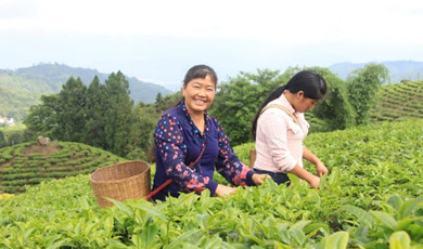 လွန်ခဲ့သော ၂၅ နှစ်က လက်ဖက်ခြောက်ထုတ်လုပ်ရန် ဦးဆောင်ခဲ့ပြီး လက်ရှိ လိုက်ဖ်လွှင့်ရာတွင် လက်ဖက်ခြောက်ရောင်းချရန် ဦးဆောင်ခဲ့သော တွမ့်ယူရှု