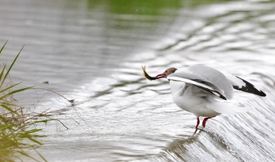 COP14 calls for joint efforts on wetland protection