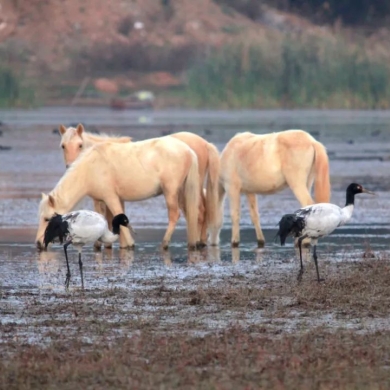 Go Deep in Lijiang：Unexpected comeback of black-necked cranes in Lugu