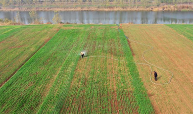 တရုတ်တစ်နိုင်ငံလုံး၌ ဆောင်းဦးနှင့်ဆောင်းရာသီ စိုက်ပျိုးမှုကို ရာခိုင်နှုန်း(၉၀)ကျော်လွန်ပြီ