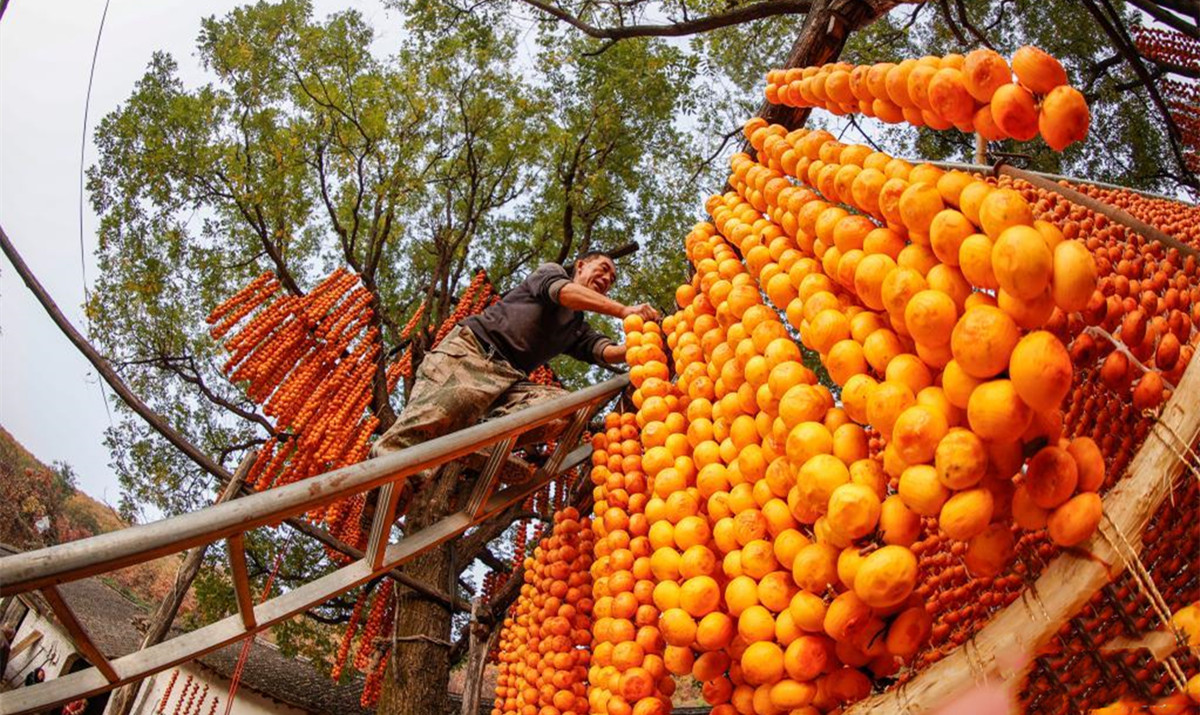 တရုတ်ဖိန်လုခရိုင်တွင် တည်သီးများ မှည့်နေပြီ