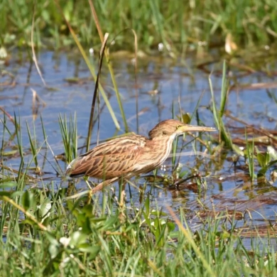 Go Deep in Lijiang: Migratory birds discover paradise in Lashi Lake