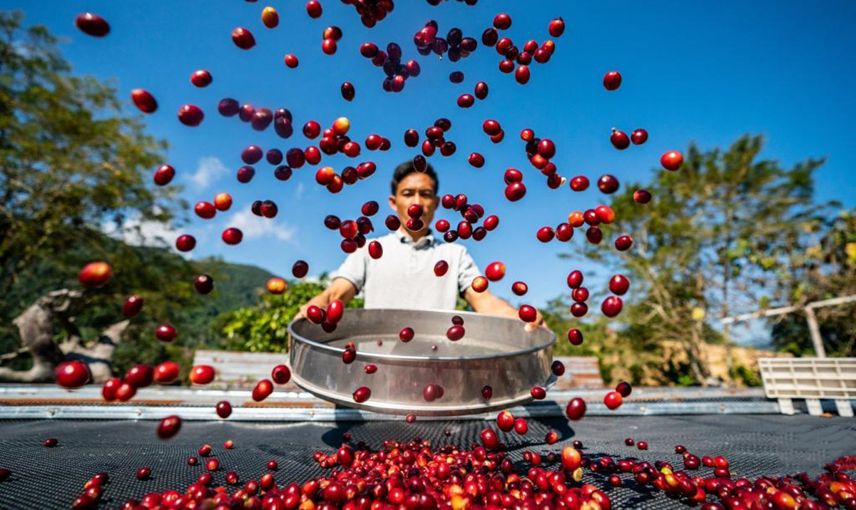 ယူနန်ဖူအလ်သည် ကော်ဖီစေ့ဆွတ်ခူးခြင်းဖြင့် အလုပ်များလျက်ရှိ