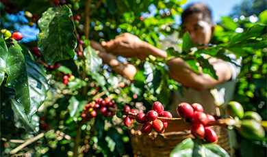 99% cà phê ở Trung Quốc đến từ tỉnh Vân Nam – Hàng năm cung cấp 4,05 tỷ cốc cà phê