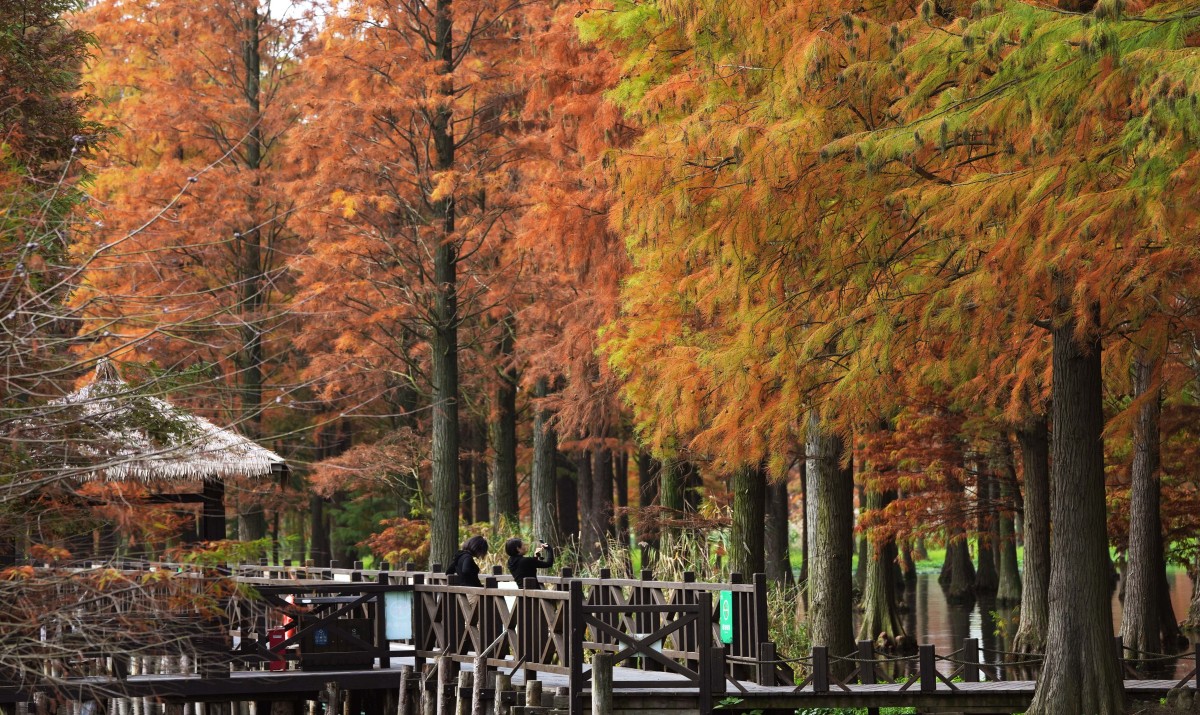 ใบไม้เปลี่ยนสีในพื้นที่ป่าชุ่มน้ำนครเซี่ยงไฮ้สวยงามราวกับภาพวาด