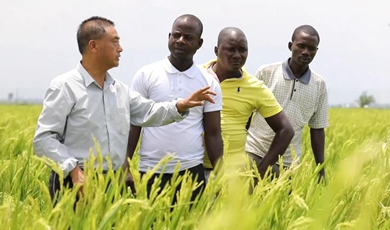 Chinese agriculture experts change lives of Burundian farmers