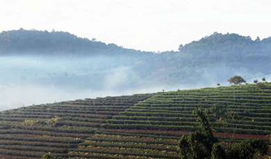 Vân Nam sử dụng pháp luật để bảo vệ tài nguyên cây trà cổ thụ