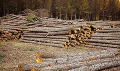 EU có kế hoạch áp đặt lệnh cấm xuất nhập khẩu đối với hàng hóa liên quan đến nạn phá rừng
